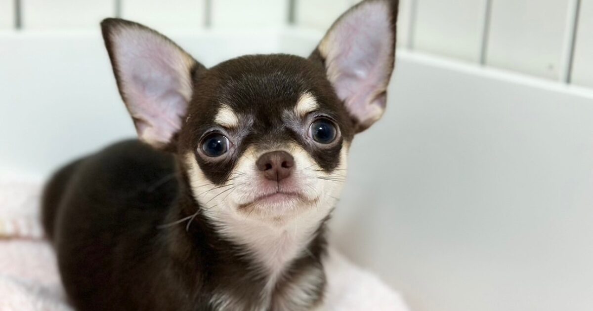 チワワを飼うんじゃなかった！？初心者が後悔する理由とは | 獣医師 