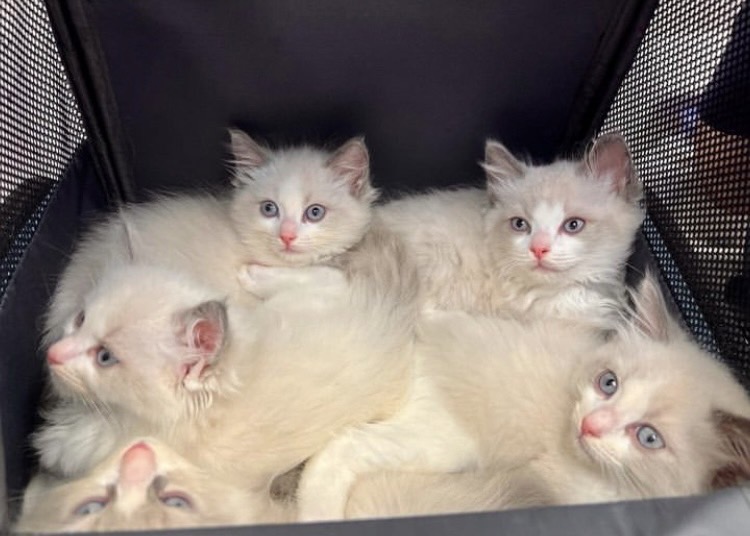 ラグドール子猫