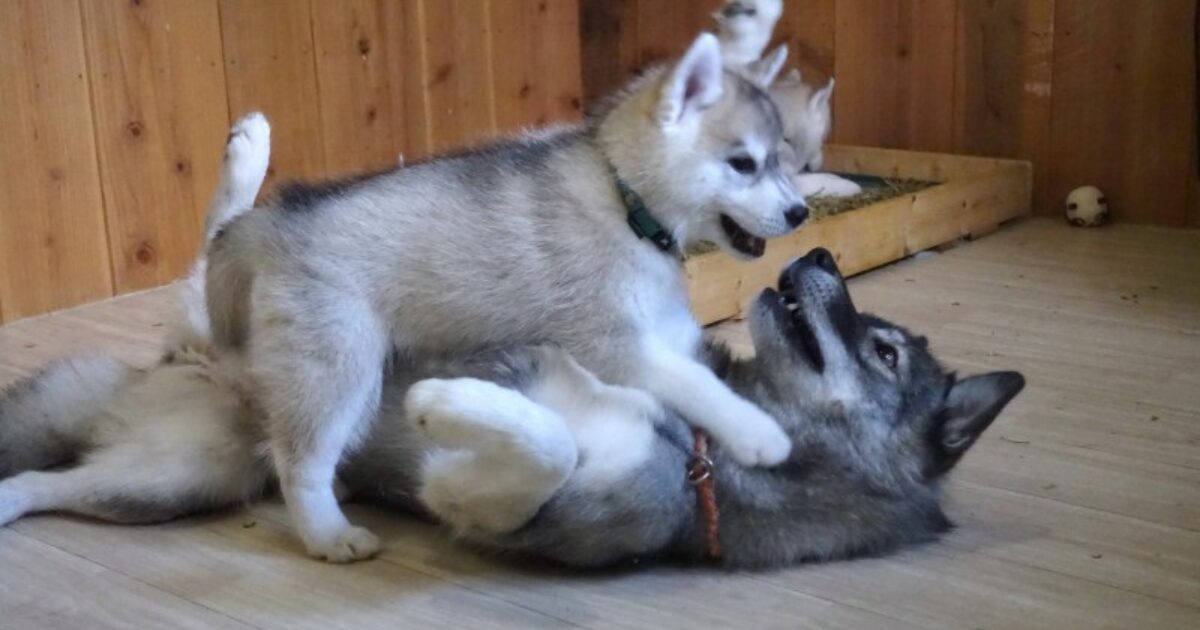 シベリアンハスキーの飼育は難しい？用途と歴史から考える | 獣医師推奨犬猫ブリーダー直販