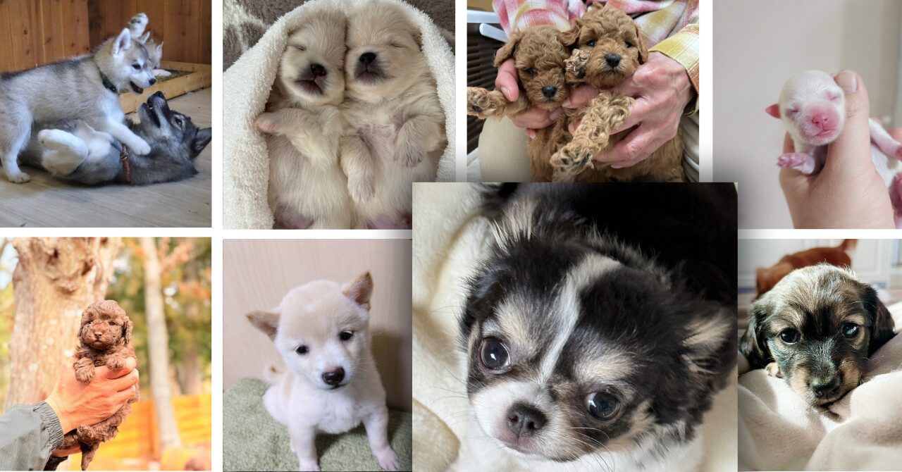 犬種一覧｜ブリーダーから子犬を迎えるための種類別ガイド