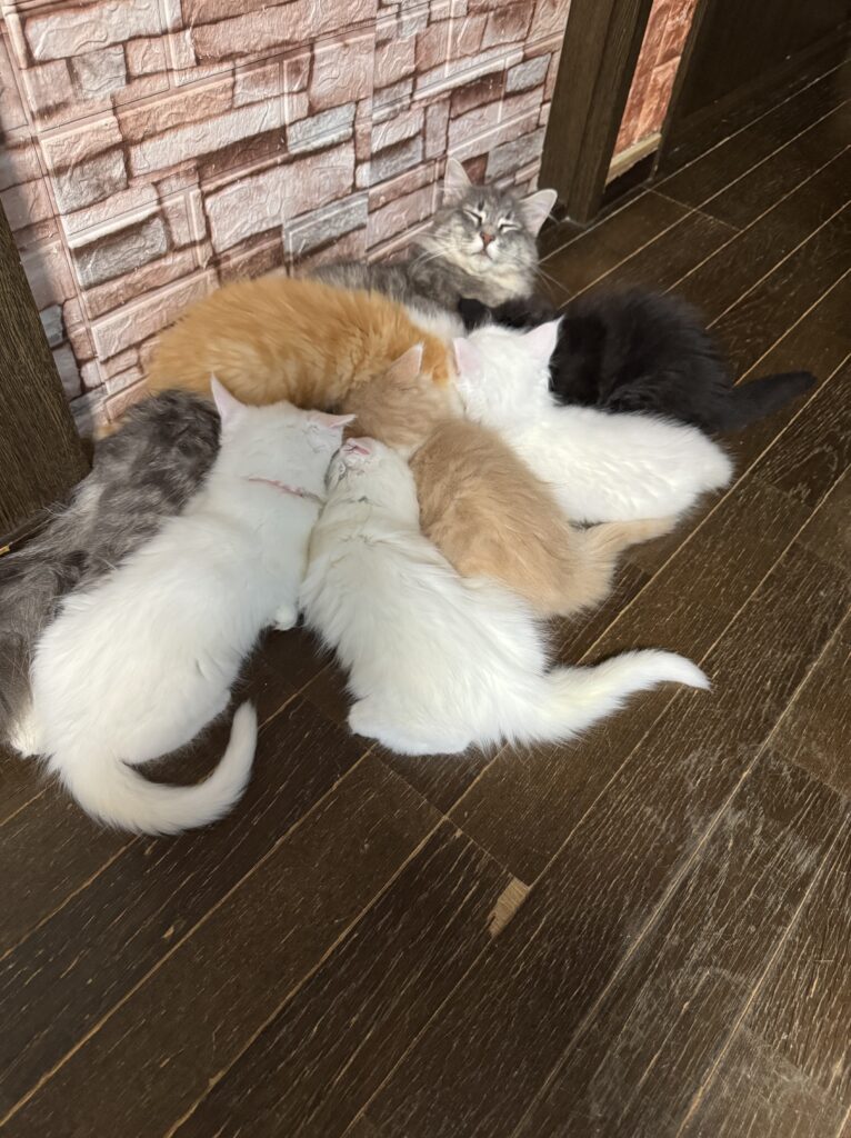 メインクーン子猫 授乳