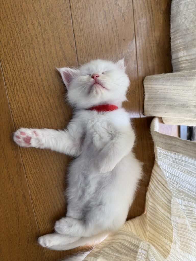 メインクーンホワイト子猫