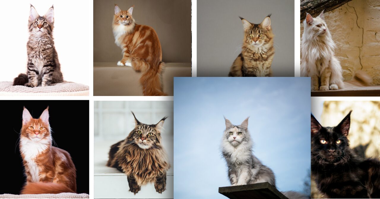 メインクーンのブリーダー一覧｜地域別で探す