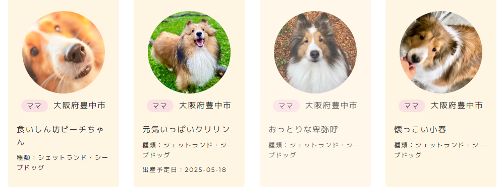 シェットランドシープドッグブリーダー母親