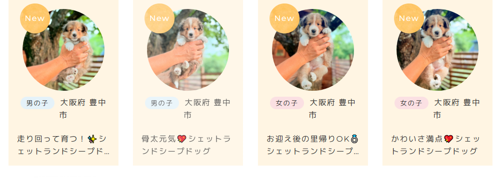 シェットランドシープドッグブリーダー子犬