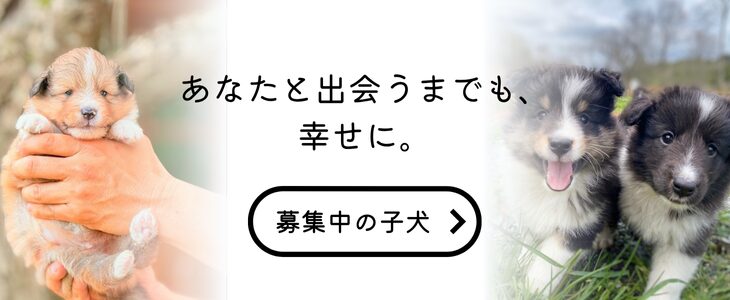 シェルティ
