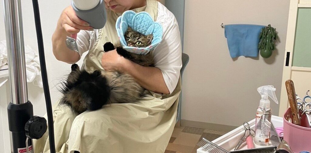 埼玉県マンチカンブリーダー