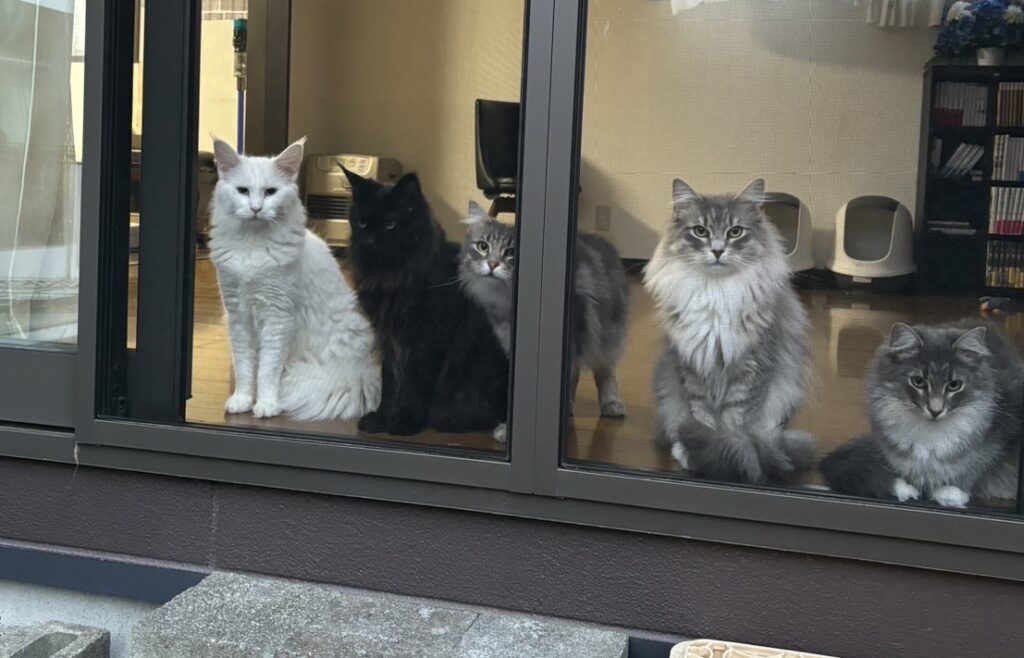 優良メインクーンブリーダー