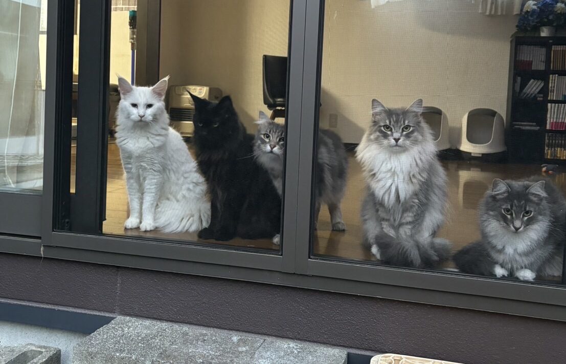 優良メインクーンブリーダー