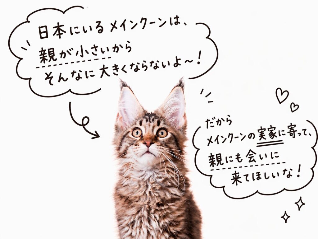 メインクーンの説明ブリーダー