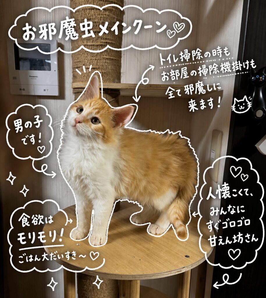 メインクーン特徴