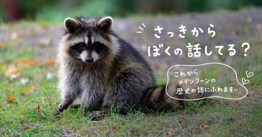 メインクーンの歴史