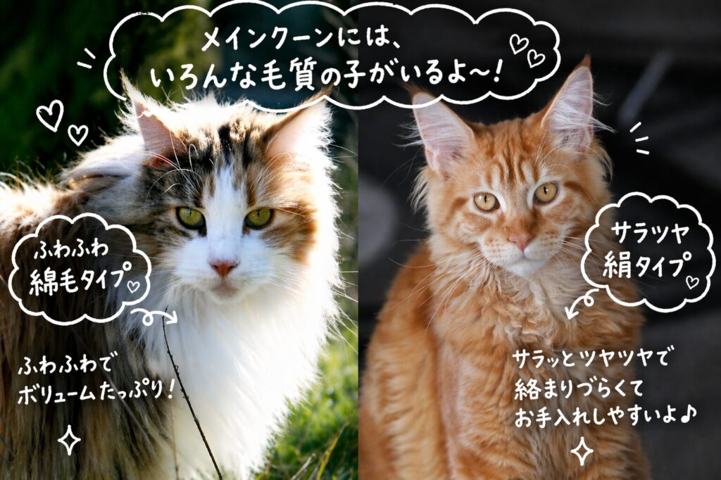 メインクーンの被毛