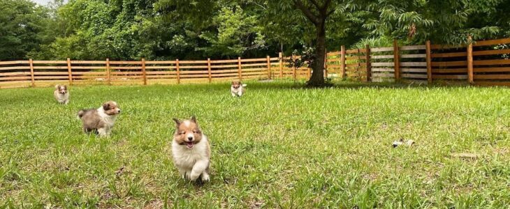 子犬