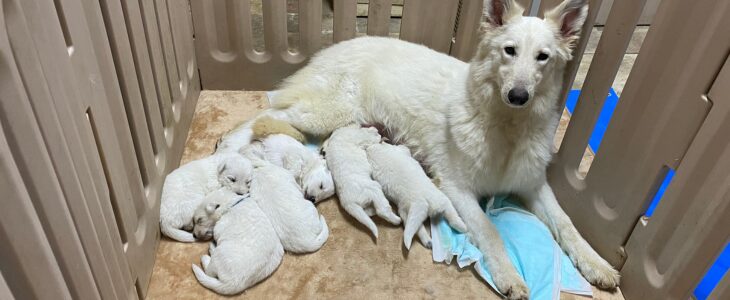 親犬