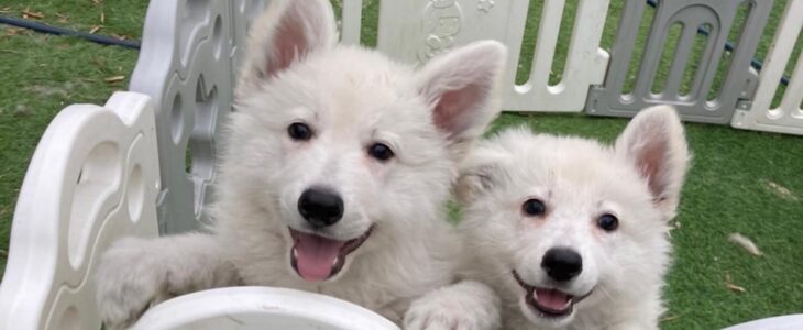 親犬