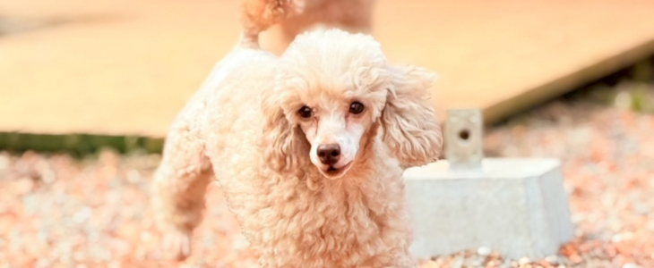 トイプードル犬