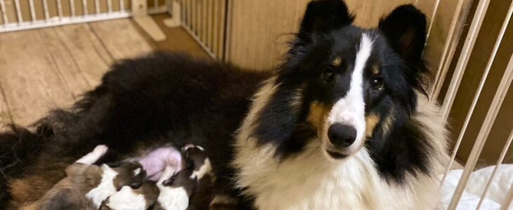 親犬