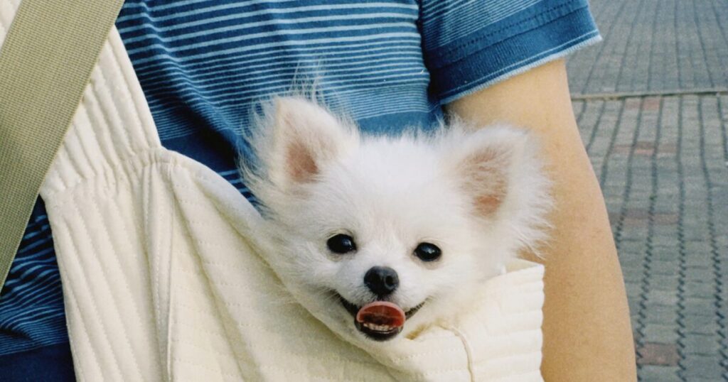 犬写真