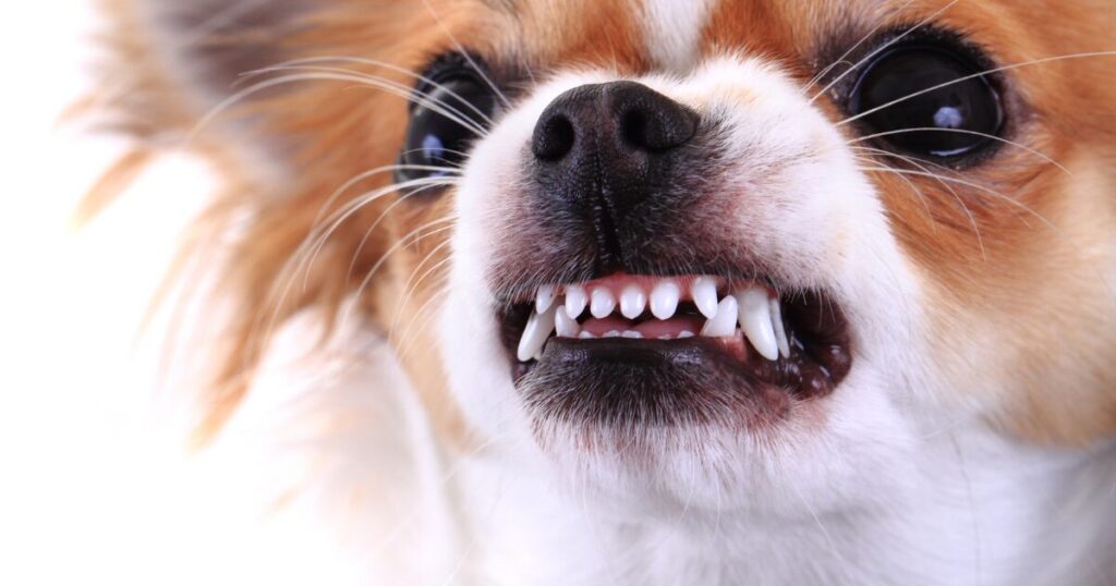 子犬