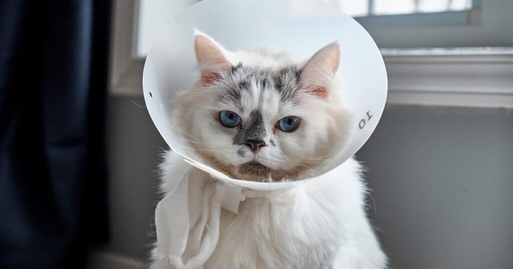 子猫