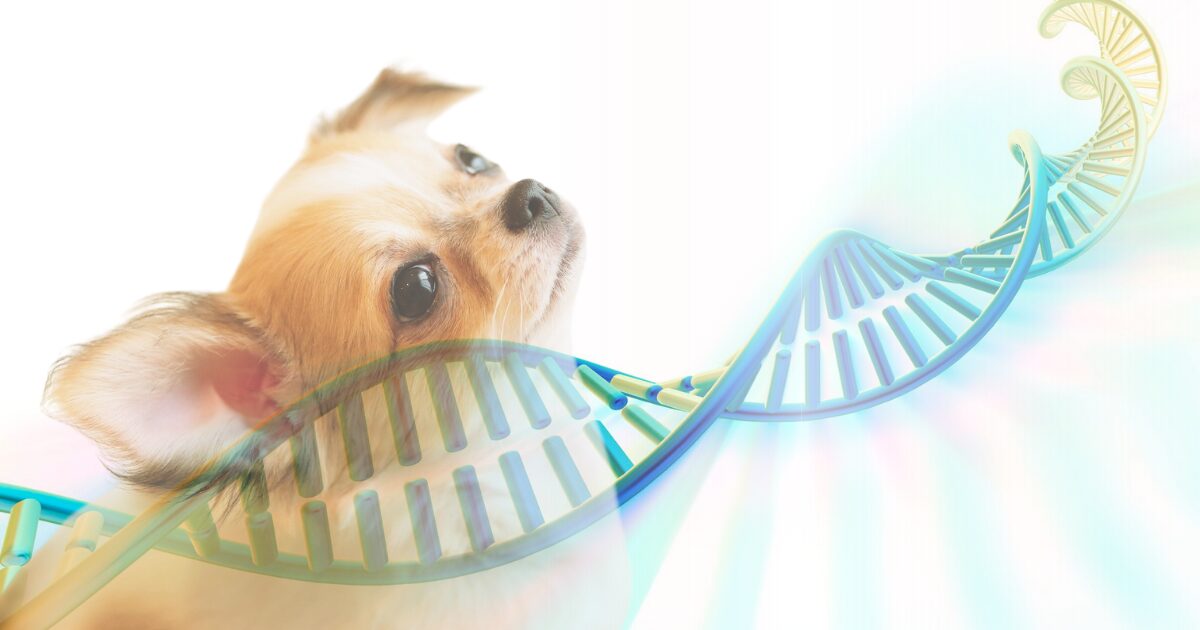 犬　遺伝子検査