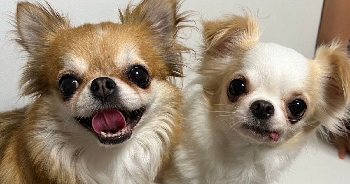 繁殖引退犬猫はブリーダーの飼育放棄？直接譲渡する仕組みを | 里親募集 ペットの最後のおうち