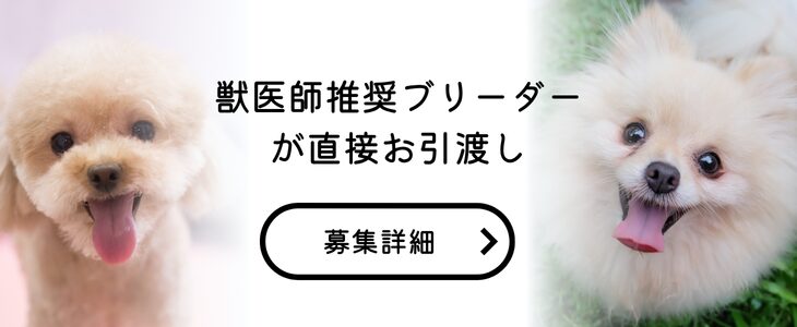 犬猫里親募集情報