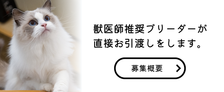 猫里親募集情報