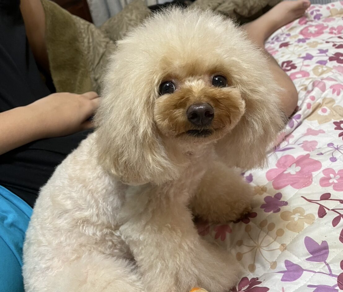 トイプードル