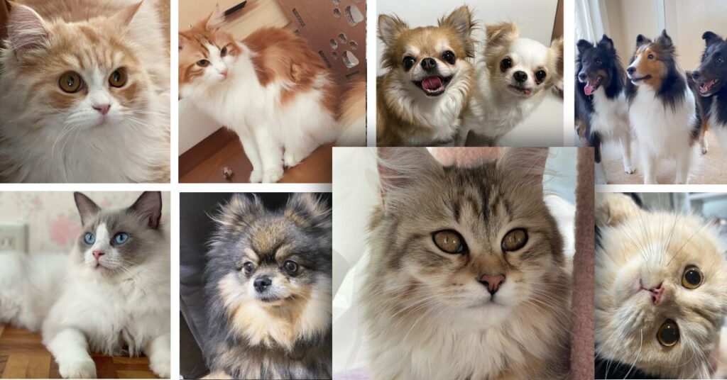 犬猫