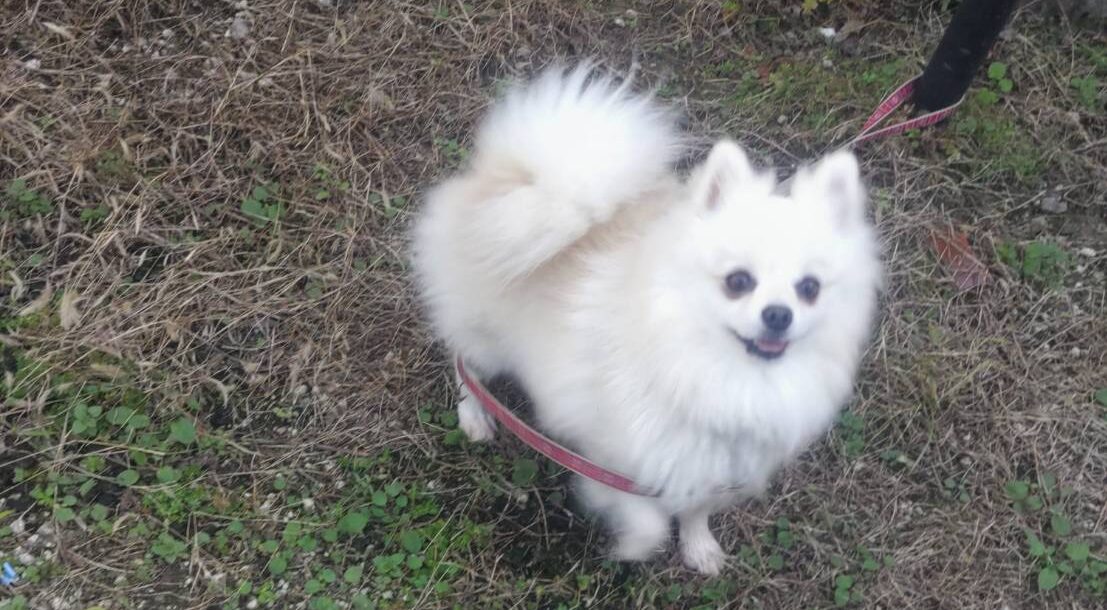 ポメラニアン繁殖引退犬