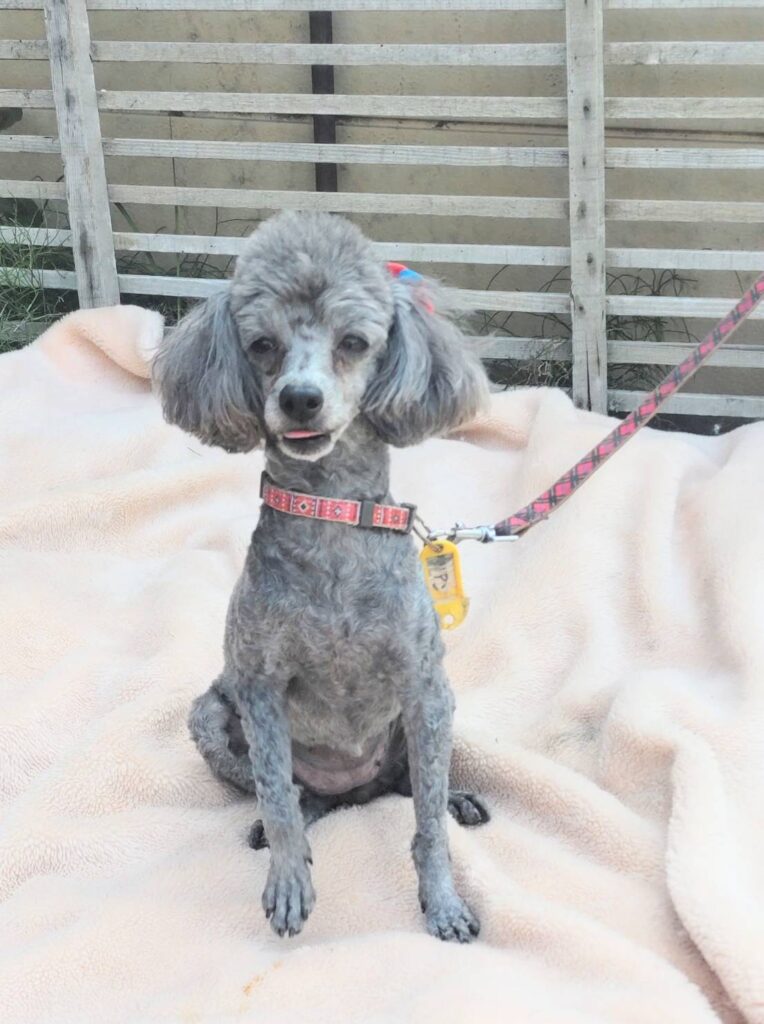 繁殖引退犬里親募集トイプードル