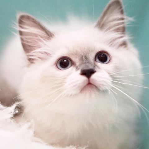 ラグドール子猫里親募集