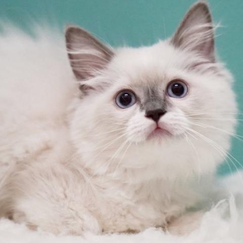 ラグドール子猫里親募集