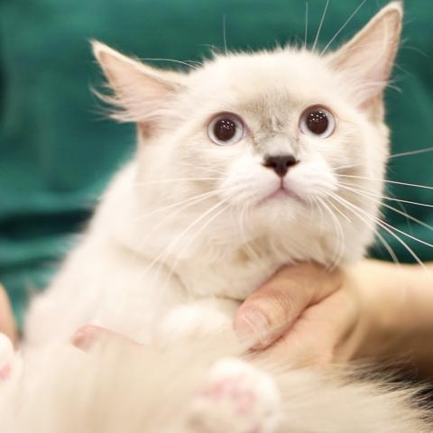 ラグドール子猫里親募集