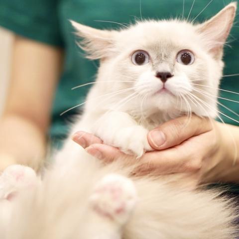 ラグドール子猫里親募集