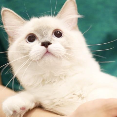 ラグドール子猫里親募集