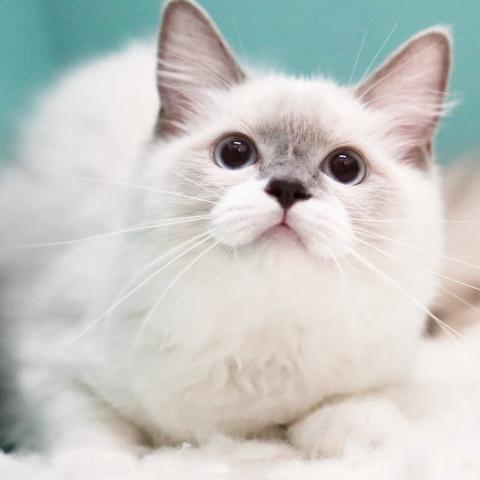ラグドール子猫里親募集
