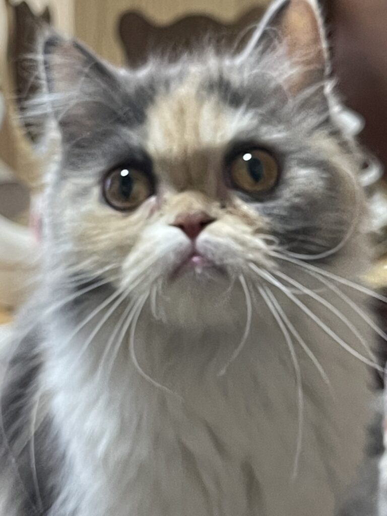 ミヌエット里親募集