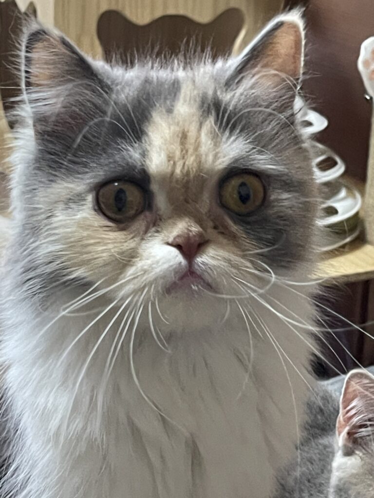ミヌエット里親募集
