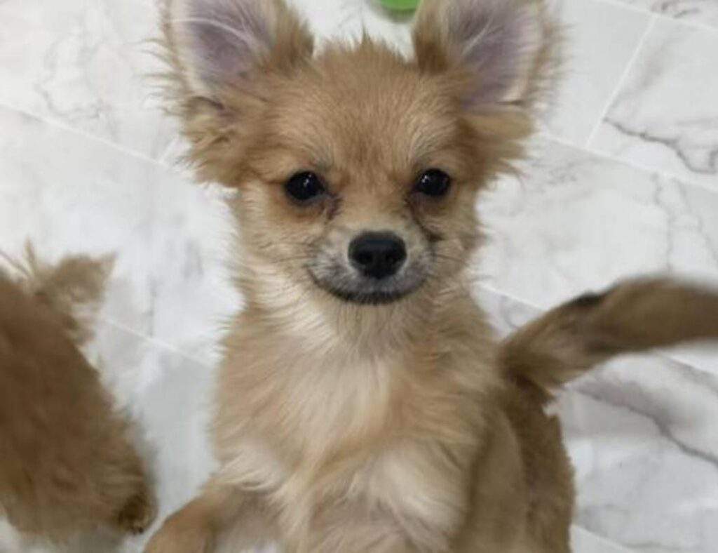ポメチワ引退犬