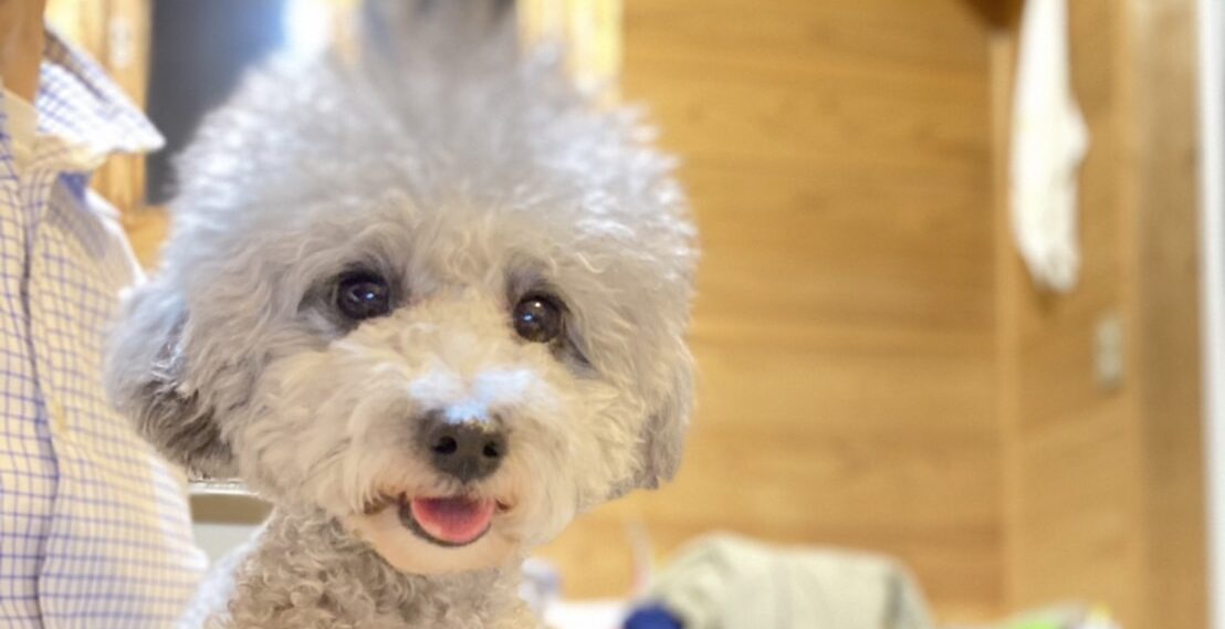 シルバートイプードル引退犬