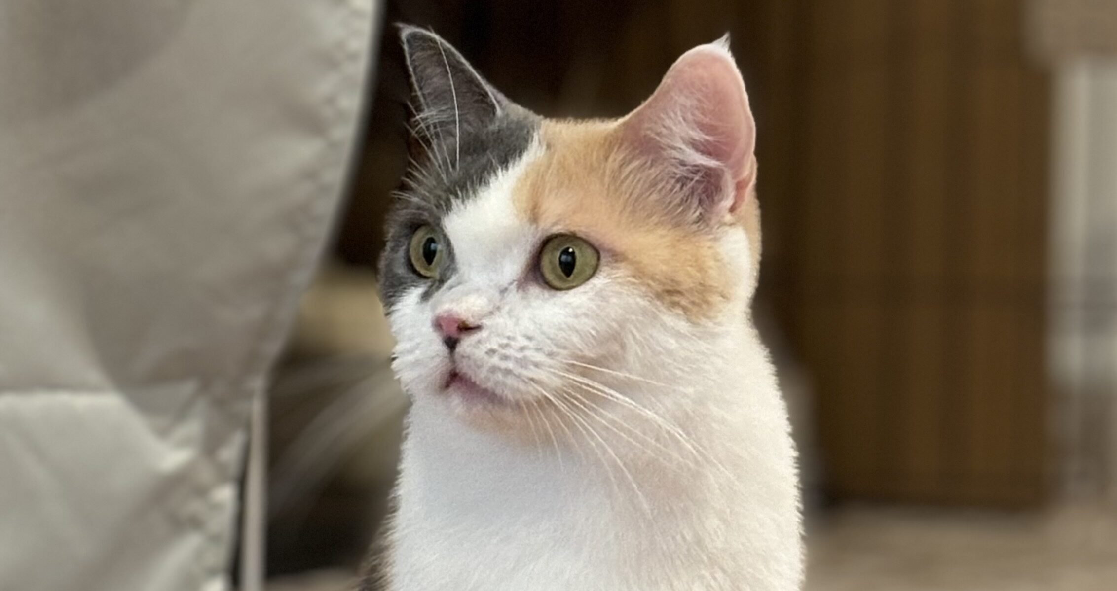 マンチカン里親募集