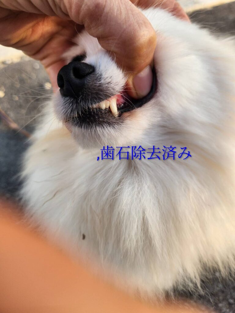 ポメラニアン繁殖引退犬