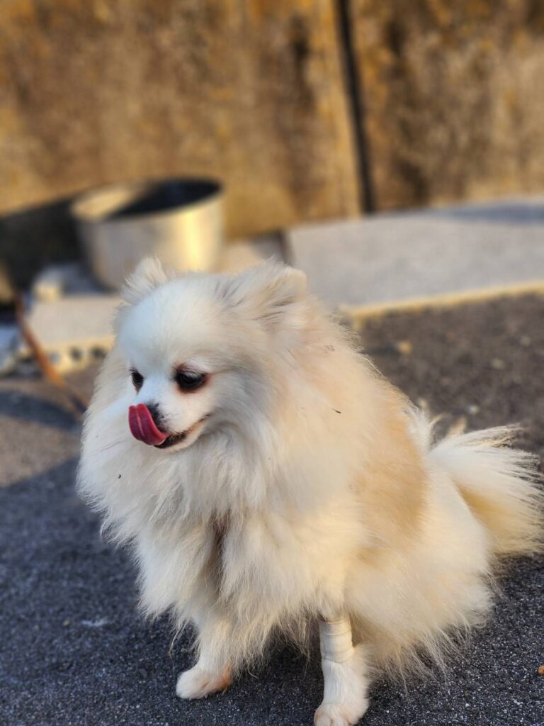 ポメラニアン繁殖引退犬