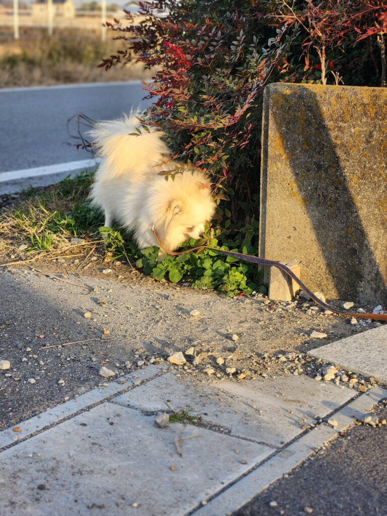 ポメラニアン繁殖引退犬