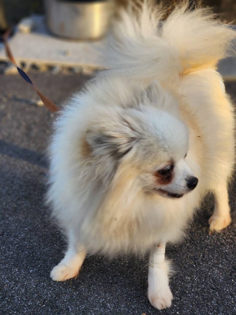 ポメラニアン繁殖引退犬