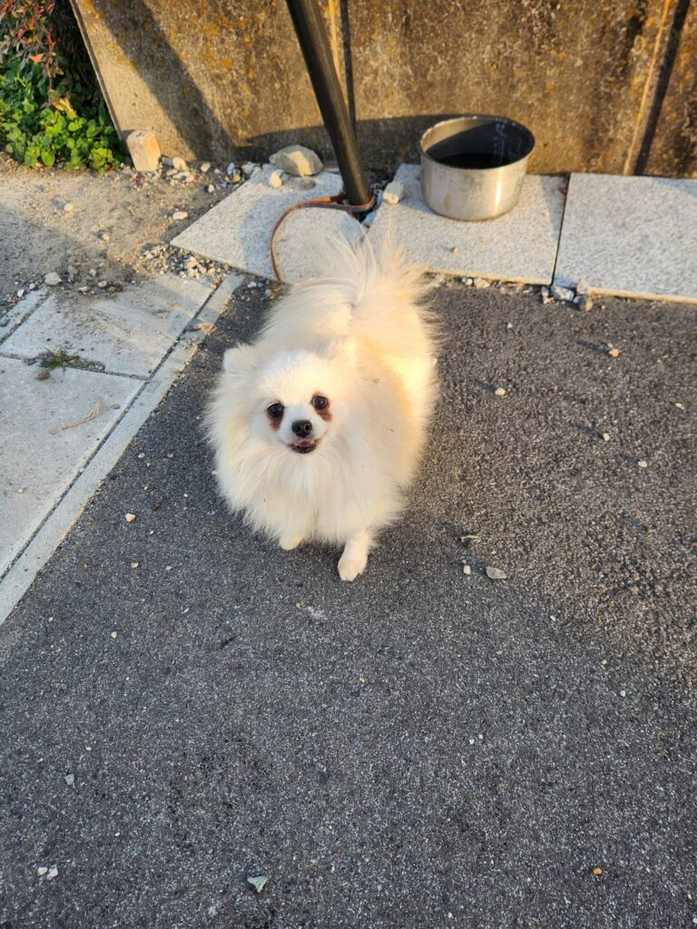ポメラニアン繁殖引退犬