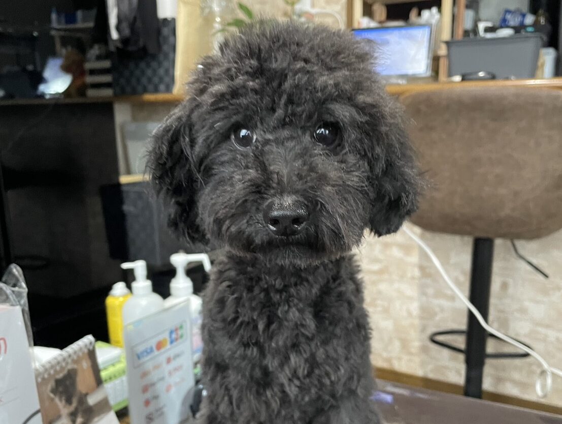 トイプードル男の子